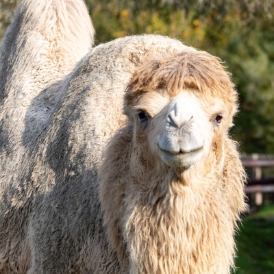 Bactrian camel - De Zonnegloed - Animal park - Animal refuge centre 